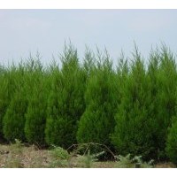 供應蜀檜、蜀檜床苗、江蘇蜀檜、蜀檜價格播報