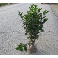 供應大葉黃楊 小葉黃楊 冬青 側(cè)柏 金娃娃萱草
