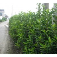 專業(yè)提供法國冬青