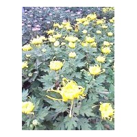 供應盆栽菊花