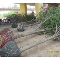 滄州園林苗圃大量供應國槐 柳樹 榆樹春樹 白臘