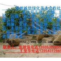大量供應白蠟，國槐，速生柳，107楊