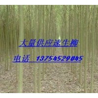 供應(yīng)河北速生柳、河北金葉榆、河北國(guó)槐