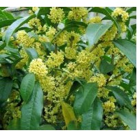 供應(yīng)大桂花（移植金桂）