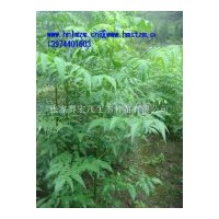 供應(yīng)青錢柳苗，純天然綠色食品青錢柳葉，青錢柳種子