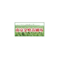 【南京金峰苗圃】2米3米4米5米雪松|雪松廣玉蘭|女貞|