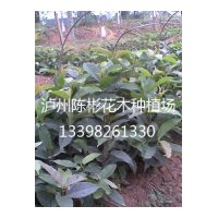 供應(yīng)黃葛樹苗，黃葛樹10-20公分高，黃葛樹地苗
