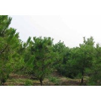 供應(yīng)油松 欒樹(shù)、五角楓、銀杏、法桐、白蠟、火炬、杜仲、合歡