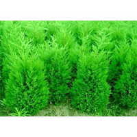 主要生產(chǎn)苗木的類(lèi)型有：花灌木類(lèi)、常綠類(lèi)、草本花卉、藤本類(lèi)、落