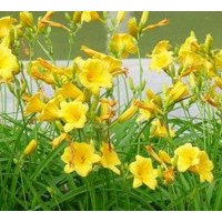 供應(yīng)叢生福祿考，地被菊、荷蘭菊、金娃娃萱草、大花萱草，白玉簪