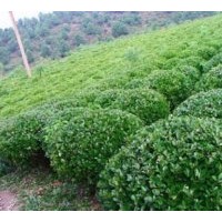 江蘇大葉黃楊基地供應(yīng)