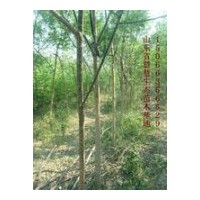 供應(yīng)3-5公分國槐