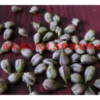 中華蚊母