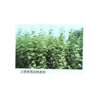 1-20公分毛白楊、速生楊107、速生柳、垂柳種苗、國(guó)槐