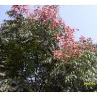 供應(yīng) 欒樹苗