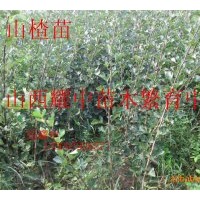 供應(yīng)臭椿苗.欒樹(shù)苗.鈣果苗. 核桃苗、山楂苗、
