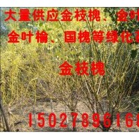 低價供應(yīng)金葉槐 國槐等綠化苗木