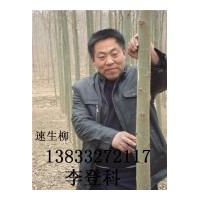 大量供應(yīng)速生柳、垂柳、饅頭柳、火炬樹等綠化苗木