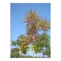 供應(yīng)10公分火炬樹(shù)價(jià)格
