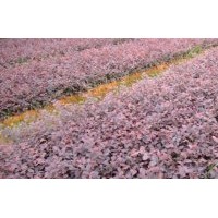 大量提供紅葉石楠、紅花繼木、毛鵑、金森女貞、茶梅等