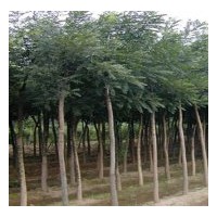 供應(yīng)各種規(guī)格國槐