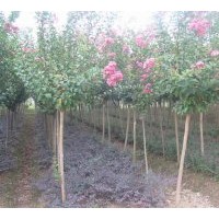 膠南綠美苗圃出售各種規(guī)格大葉女貞、黑松、紫薇、五角楓，垂柳、