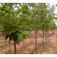 供應(yīng)廣玉蘭 白玉蘭 紅玉蘭 桂花 雪松 紫薇各種規(guī)格