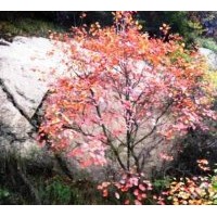 供應(yīng)黃櫨
