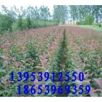 供應北美海棠、甜茶苗、開心果、木瓜苗