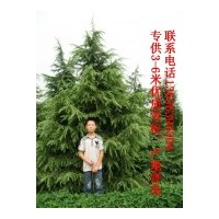 供應3-5米優(yōu)質雪松