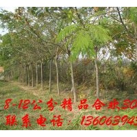 供應8-12公分合歡