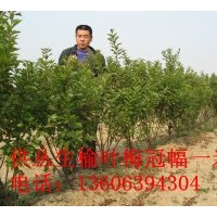 榆葉梅供應