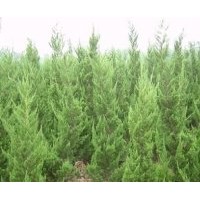 滁州成昊苗木基地 注：蜀檜小苗量大！