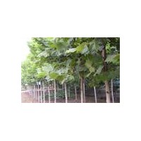 供1、2年帽國(guó)槐、白蠟、法桐、椿樹(shù)、毛白楊