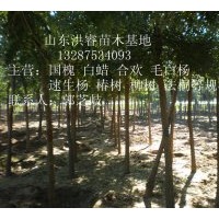 供應8-12公分國槐1-3年冒3500棵