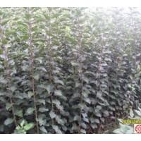 供應(yīng)：核桃苗、白皮松、油松、側(cè)柏、果品苗等