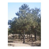 供應(yīng)油松，平頂松，尖松