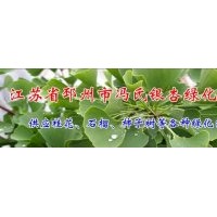 長期供應(yīng)2-80公分銀杏實生樹-嫁接樹，法桐，石榴，桂花等綠化苗