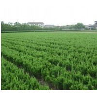 龍柏價(jià)格批發(fā)、江蘇龍柏繁殖基地、龍柏工程用苗