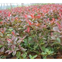 桂花樹(shù)，銀杏樹(shù)，楊梅樹(shù)，紅楓，紅葉石蘭，大量供應(yīng)