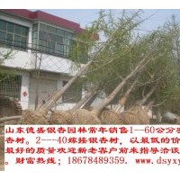 供應(yīng)1--60公分銀杏樹，保證質(zhì)量，價(jià)格合理，包一切手續(xù)
