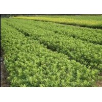 湖南苗木，紅花繼木，杜鵑，金葉女貞，紅葉石楠，小葉梔子，月季