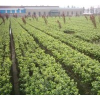 大小黃楊、膠東衛(wèi)矛、豐花月季、薔薇、灑金柏