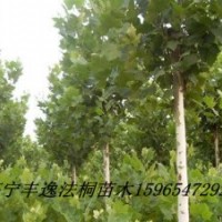 大量供應各種規(guī)格法桐