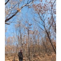 供應(yīng)蒙古櫟，叢生蒙古櫟，蒙古櫟價(jià)格，蒙古櫟圖片
