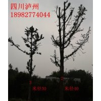 大量供應(yīng)桂花苗，皂角苗及種子，皂角苗及種子