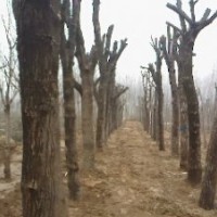 12公分國槐 20公分國槐 山東國槐種植基地