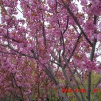 供應(yīng)各規(guī)格櫻花。紫薇工程苗小苗