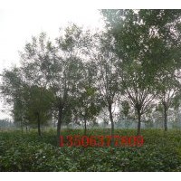 白蠟、白蠟悶子.柳樹、榆樹.國槐