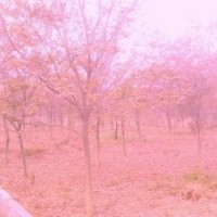 優(yōu)質(zhì)櫸樹低價(jià)銷售：紅櫸,苗木,櫸樹